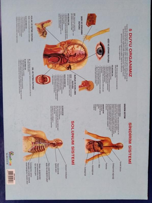 İskelet Anatomi Yapboz (36 Parça) 